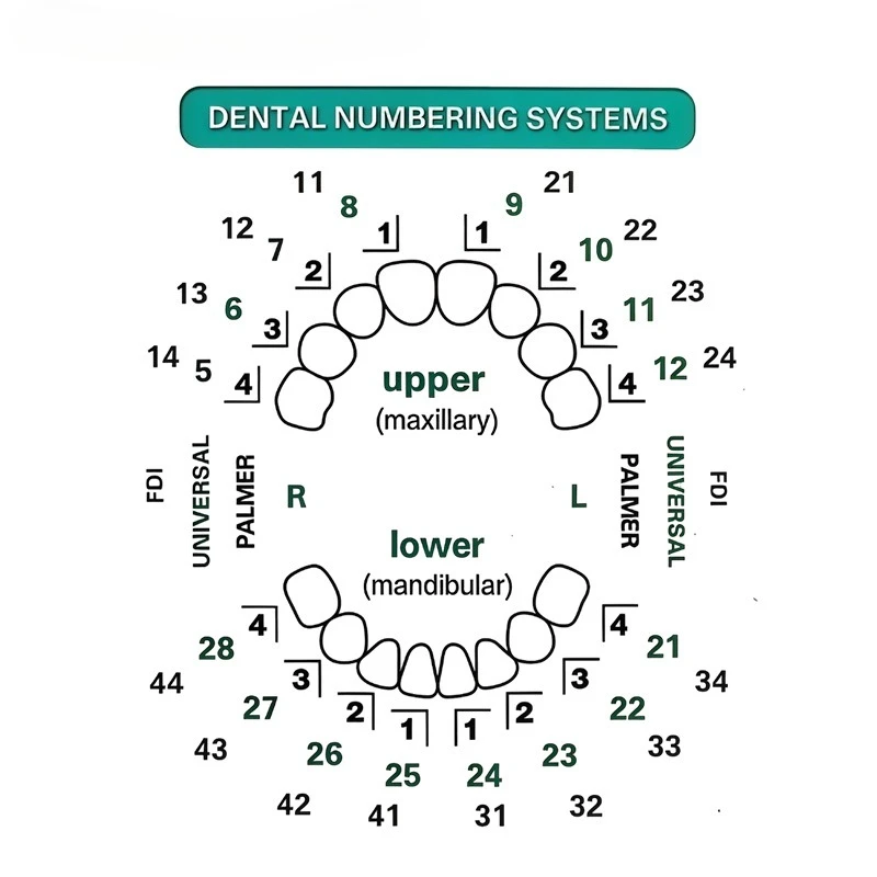 Diş Kaplama Kalıbı Seti, 32 ad - Teeth Whitening Moulds incelemesi ve fiyatı